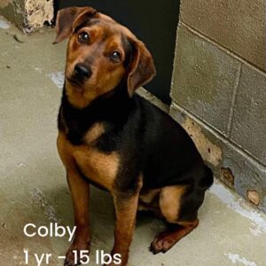 Colby